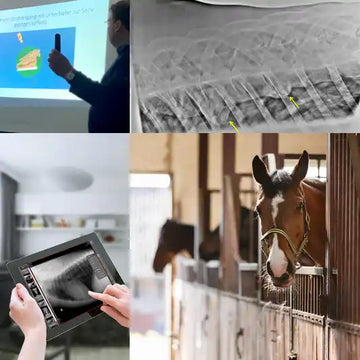 Online-Kurs Pferde perfekt geröntgt
