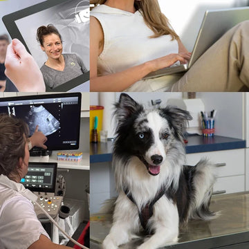 Online Fortbildung - Ultraschall abdomen am Kleintier
