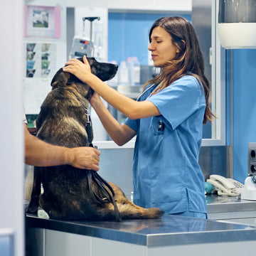Online Seminar für Kleintier CT-Befundung am Ostee-College