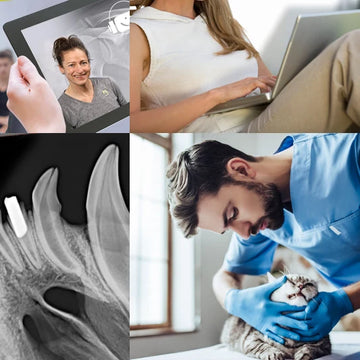 Zahnröntgen beim Kleintier Webinar