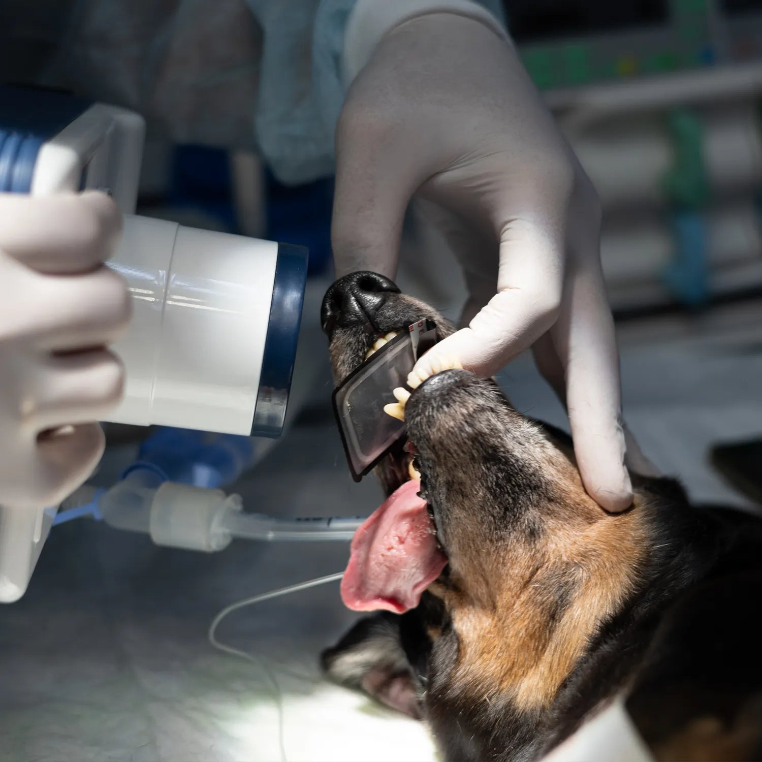 Zahnröntgen beim Hund