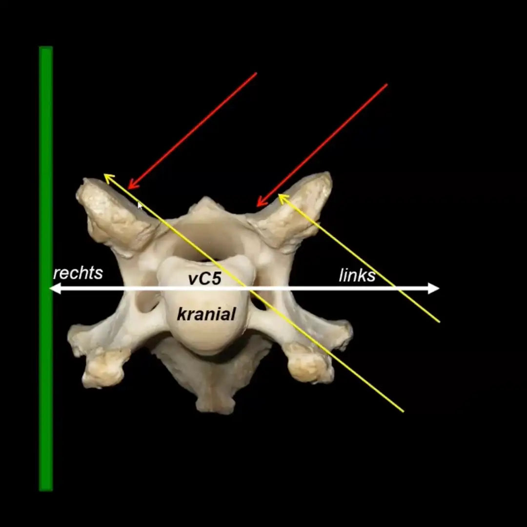 Schulungsvideo Halswirbelsäule des Pferdes