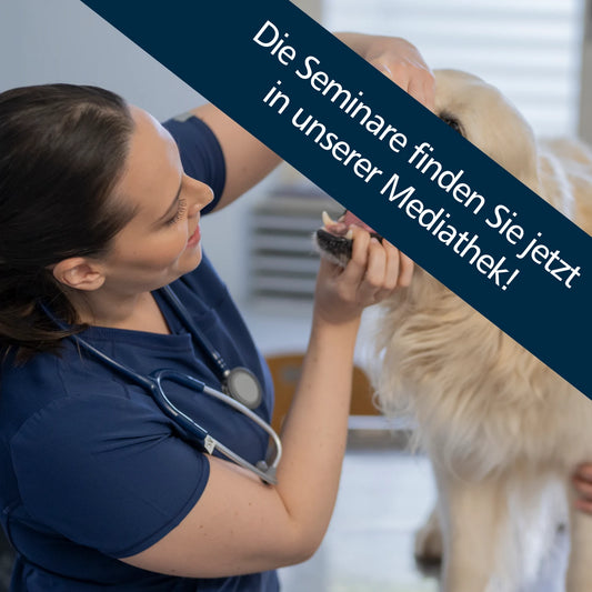 Tierärztin macht eine Dentaluntersuchung an einem Hund.