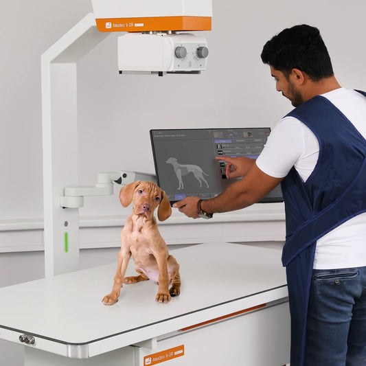 E-Learning Video Kleintier Thorax perfekt röntgen